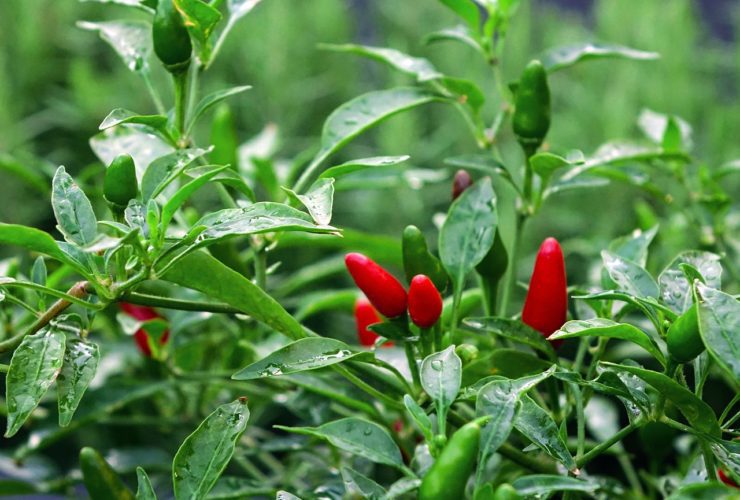 Bird's Eye Chillies