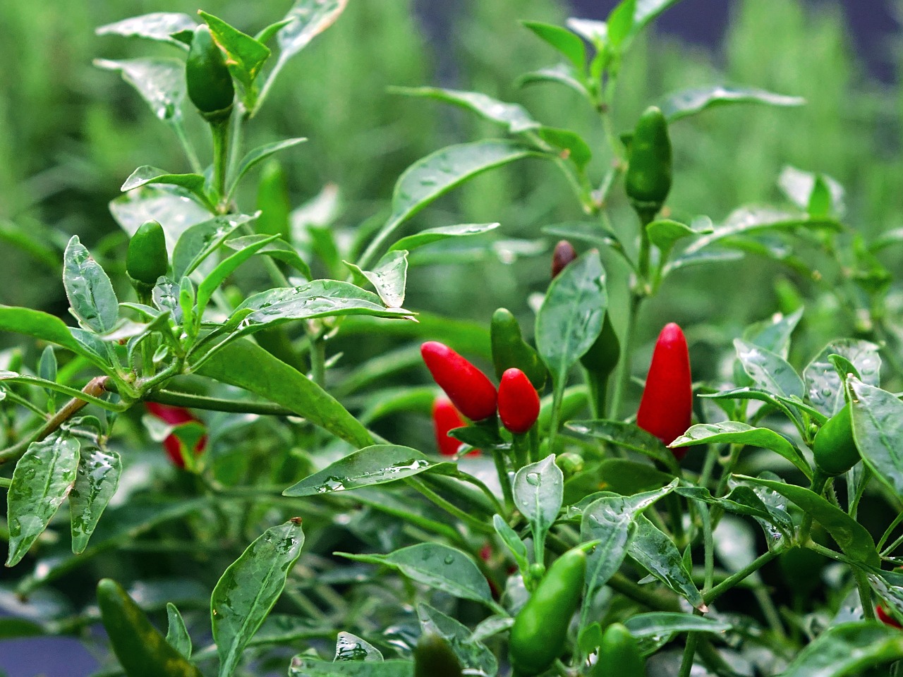 Bird's Eye Chillies