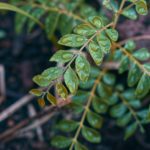 Curry Leaves