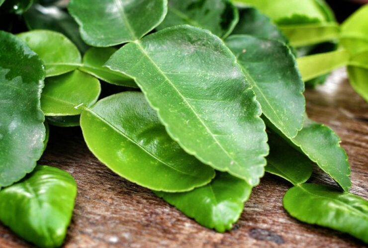 Kaffir Lime Leaves